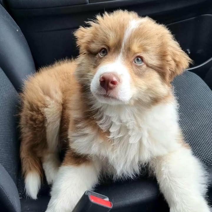 Terry - Australian Shepherd Puppy